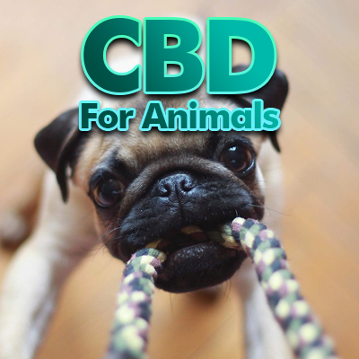 Natures Cure CBD oil for animals